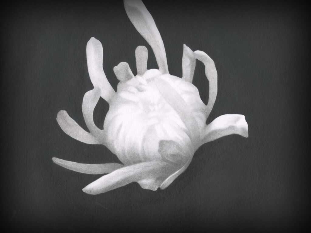 Chrysanthemum primary Still 01