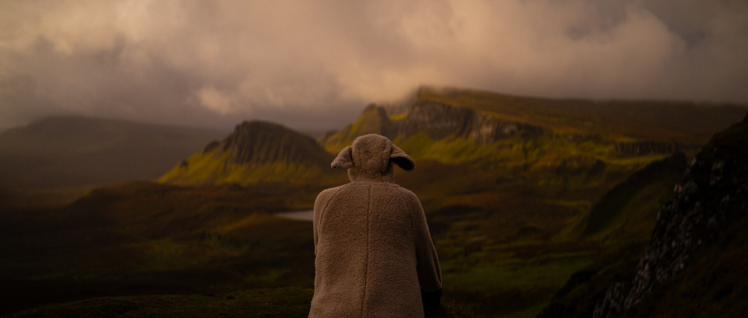 120 In20520 Sheep primary Still 01