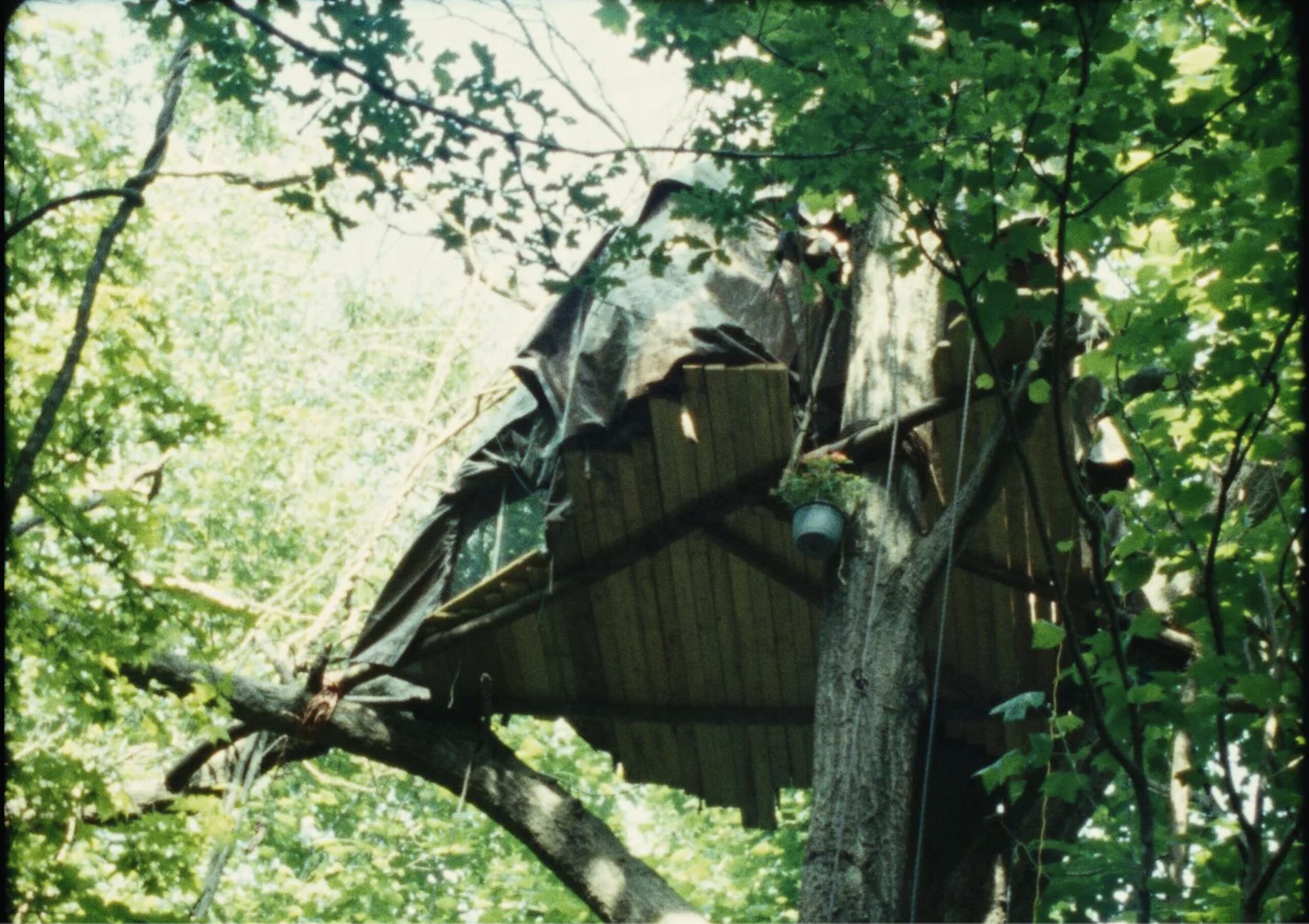 Beneaththe Concrete The Forest