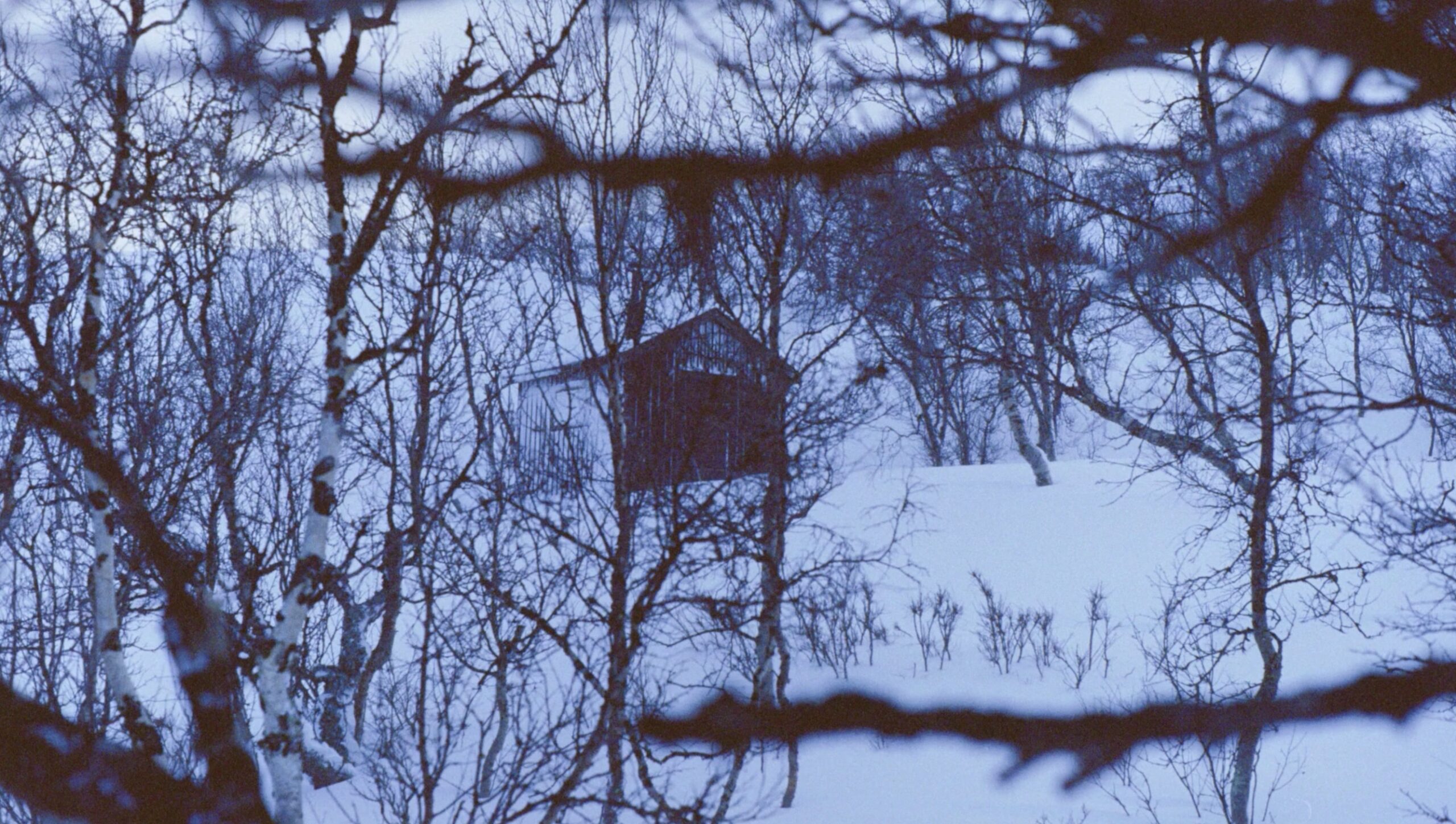 The Girl Looking for the Cabin