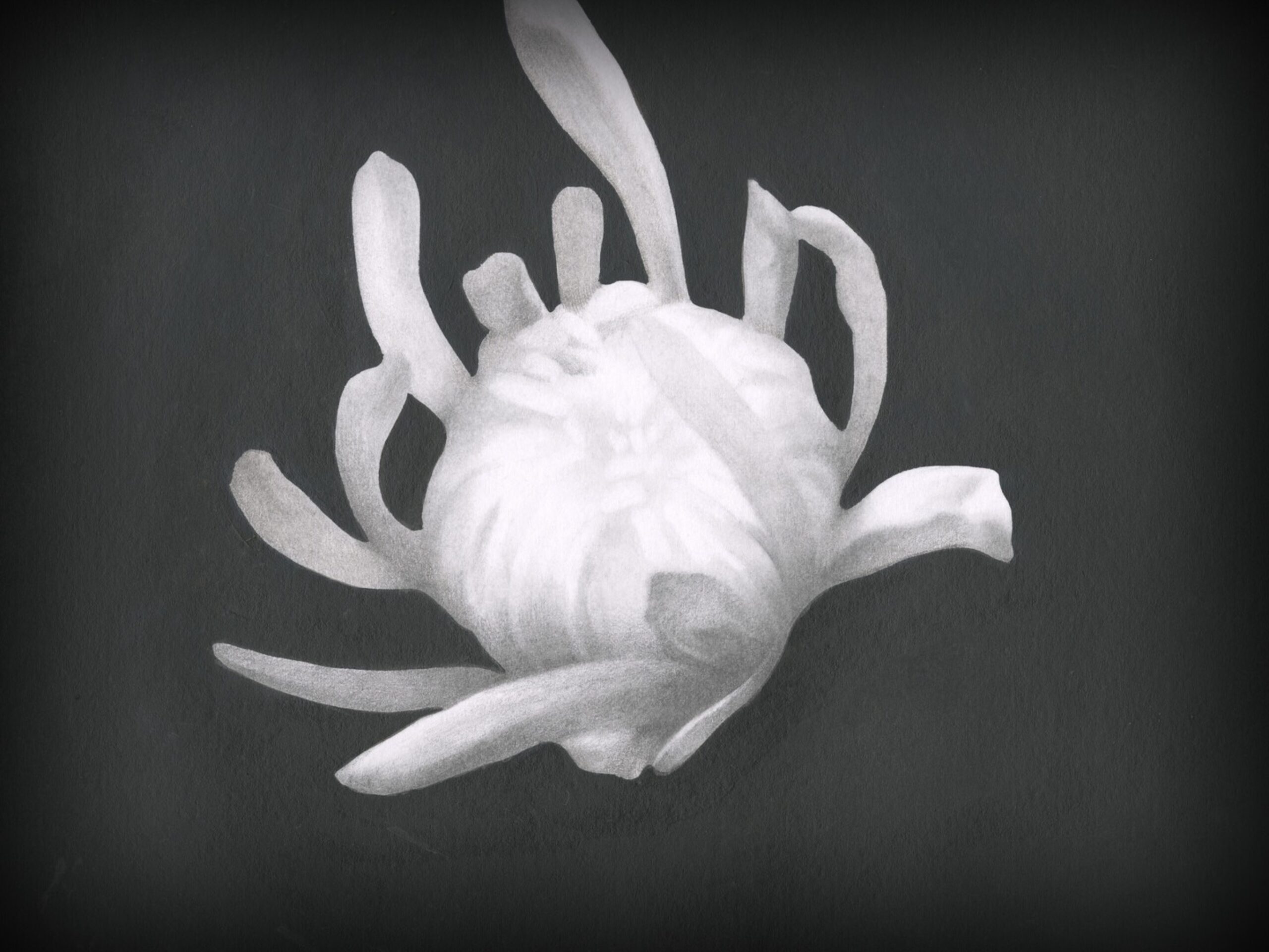 Chrysanthemum primary Still 01